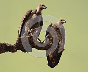Griffon Vultures.