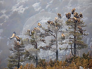 Griffon vultures resting in tree