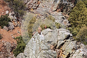 Griffon vultures upon the rocks of Salto del Gitano, Spain photo