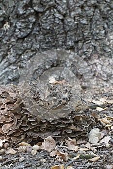 Grifola frondosa