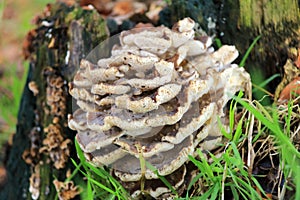 Grifola frondosa autumn mushroom growing on tree