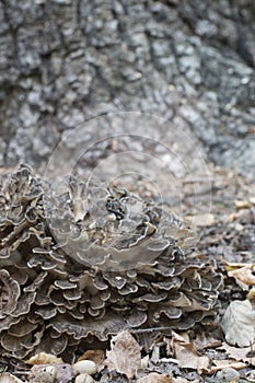 Grifola frondosa close up