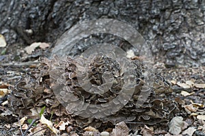 Grifola frondosa close up