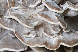 Grifola frondosa close up