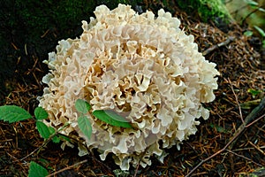 Grifola frondosa close-up in the forest near a tree trunk.