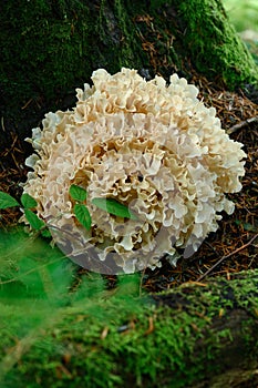 Grifola frondosa close-up in the forest near a tree trunk.