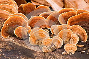 Grifola frondosa - Hen of the Woods photo