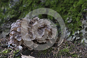 Grifola frondosa mushroom