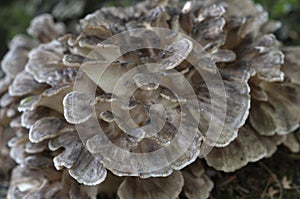 Grifola frondosa mushroom
