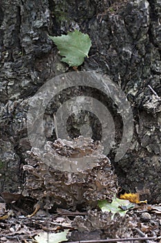 Grifola frondosa mushroom