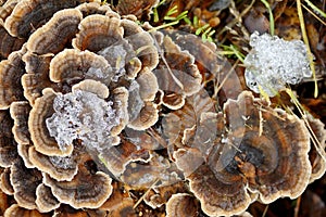 Grifola frondosa mushroom in forest