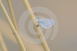 Grifolidae butterfly