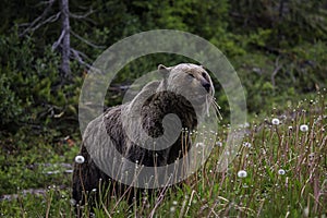 Griizzly Bear Banff National Park