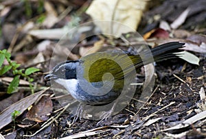 Grijsbrauwstruikgors, Gray-browed Brush-Finch, Arremon assimilis