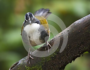 Grijsbrauwstruikgors, Gray-browed Brush-Finch, Arremon assimilis