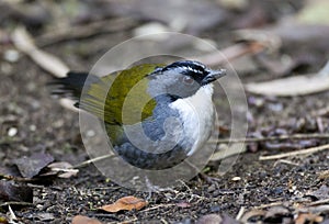 Grijsbrauwstruikgors, Gray-browed Brush-Finch, Arremon assimilis photo