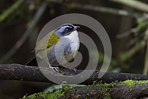 Grijsbrauwstruikgors, Grey-browed Brush-Finch, Arremon assimilis photo