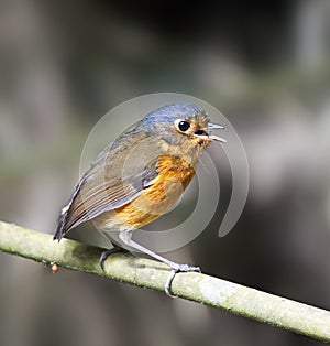 Grijskapdwergmierpitta, Slate-crowned Antpitta, Grallaricula nan