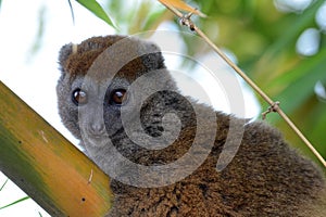 Grijze halfmaki, Eastern Grey Bamboo-lemur, Hapalemur griseus