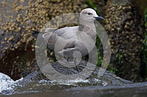 Grijze Meeuw, Grey Gull, Leucophaeus modestus photo