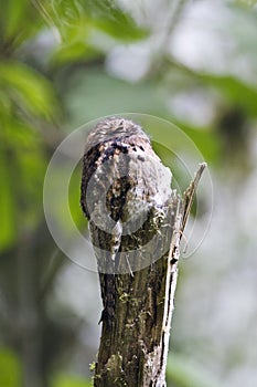 Grijze Reuzennachtzwaluw, Common Potoo, Caprimulgus griseus