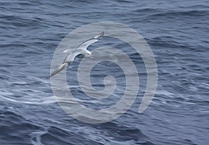 Grijze Stormvogel, Southern Fulmar, Fulmarus glacialoide