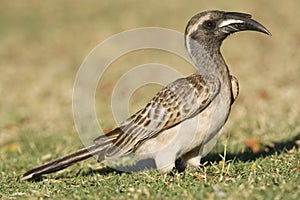 Grijze Tok, African Grey Hornbill, Tockus nasutus