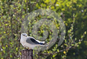 Grijze Wouw, Black-winged Kite, Elanus caeruleus