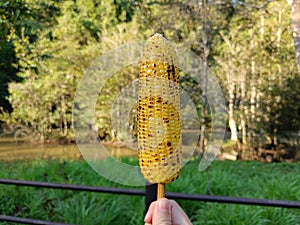 Grilled corn, appetizer, picnic time