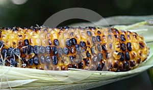 fresh grilled corn on the cob close up image