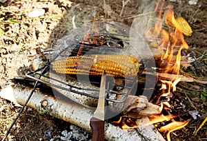 Grilled corn on the fire. Cooking food over a campfire in the forest. Survival in the wild. Fire Roasted Grilled Corn