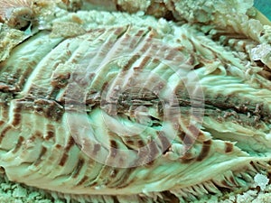 Grilled fish, skin removed, white and brown flesh