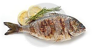 Grilled fish on white background