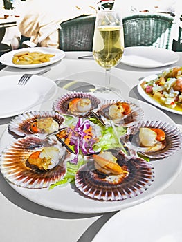 Grilled Galician Scallops, seafood salad and white wine on white backgound. Iberic Variegated Scallops ZamburiÃ±as