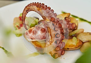 Grilled octopus dish with halves of baby potatoes and green dressing shallow depth of field