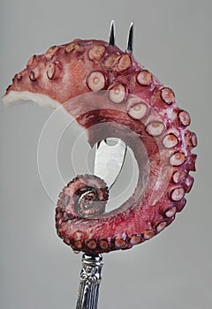 Grilled octopus on fork