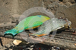 Grilled Parrot Fish