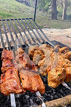 Grilled pieces of pork meat and mushrooms on metal skewers. Shashlik or shish kebab prepared on barbecue grill over hot charcoal