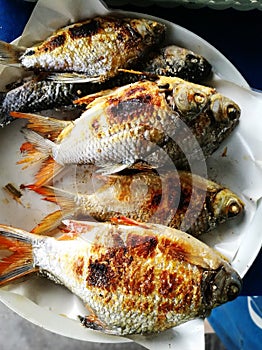 Grilled red snapper fish with salt