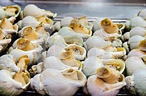 Grilled Sea snails at Taiwan