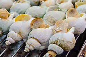 Grilled Sea snails at Taiwan