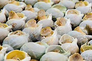 Grilled Sea snails at Taiwan