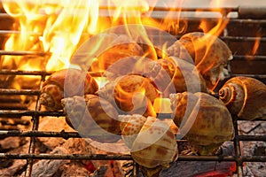 Grilled spotted babylon shell on flaming