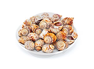 Grilled spotted babylon shell on white background