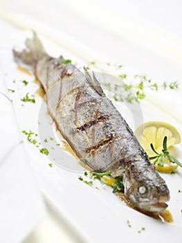 Grilled trout on a white plate