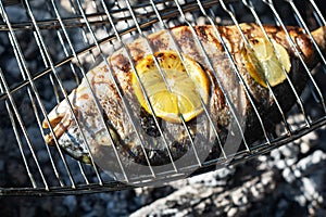 Grilling dorada fish on grill