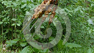 Grilling marinated shashlik. Shashlik is a form of Shish kebab popular in Eastern, Central Europe and other places