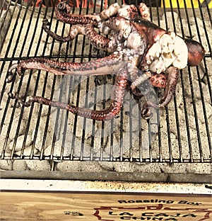 Grilling octopus over coals