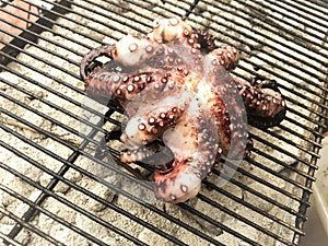 Grilling octopus over coals