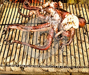 Grilling octopus over coals